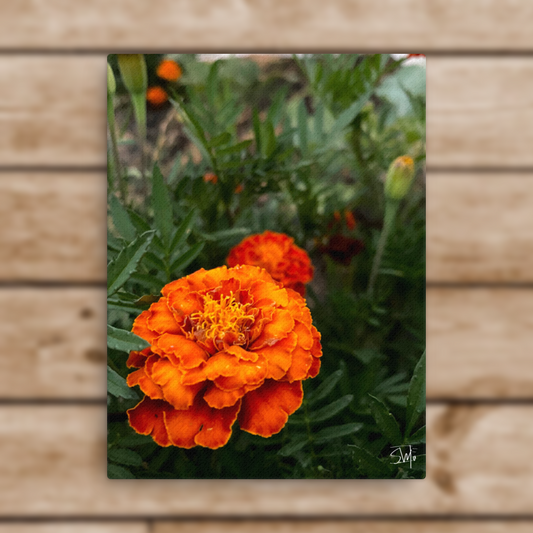 A canvas print featuring a vibrant image of an orange flower, with a wooden background.