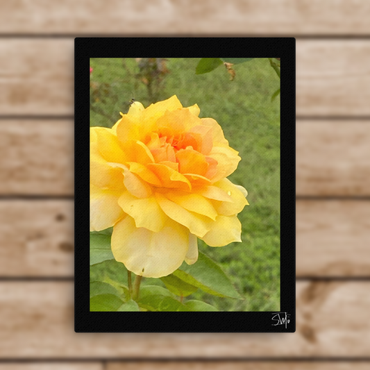 Yellow Flower thin canvas art print with bright yellow bloom on slim black frame, 0.75″ thick, built-in wall mounts and rubber pads—part of floral thin canvas collection for stylish home decor.