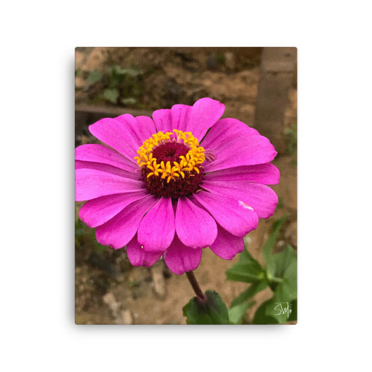 A canvas print featuring a purple flower with a yellow center, housed in a frame with a visible brand logo.