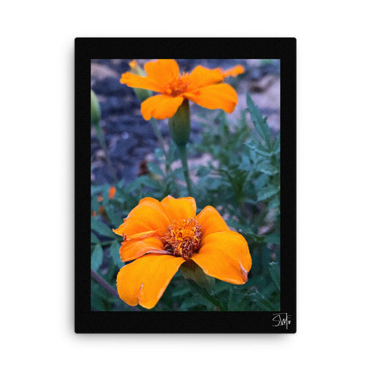 A canvas print featuring two orange flowers with a black frame, placed against a white wall,