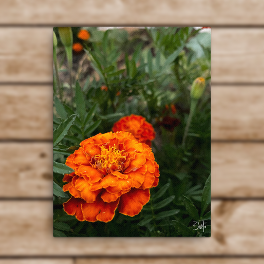 "Orange Flower" Thin canvas