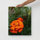 "Orange Flower" Thin canvas