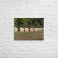 "Hay Fever Ⅲ" Thin canvas